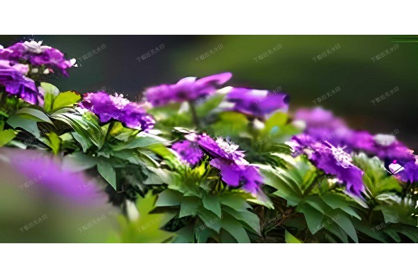 江岸茶韵，品味武汉慢生活